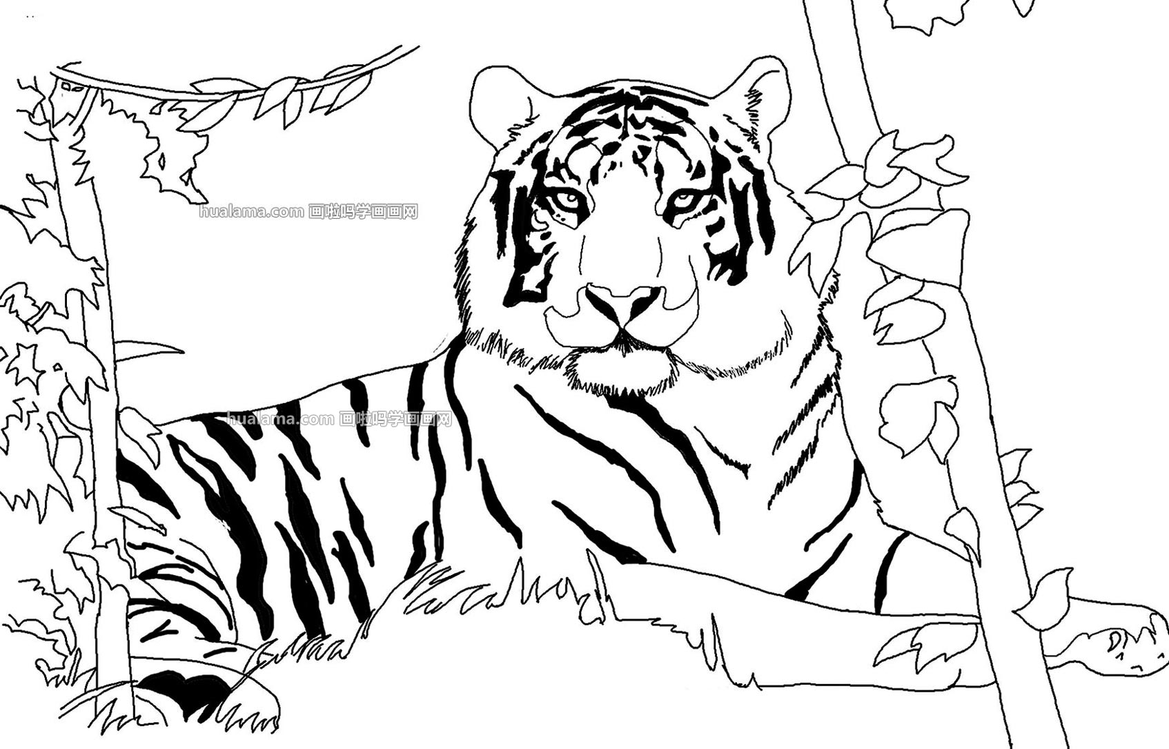 超大的老虎趴在草丛 简笔画图片