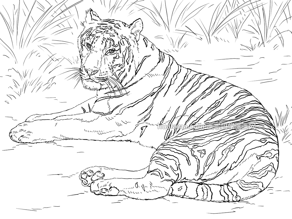 躺在草丛里面的老虎 简笔画图片