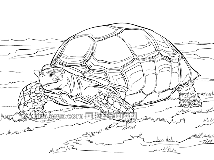 沙滩边一头千年的老乌龟 简笔画图片