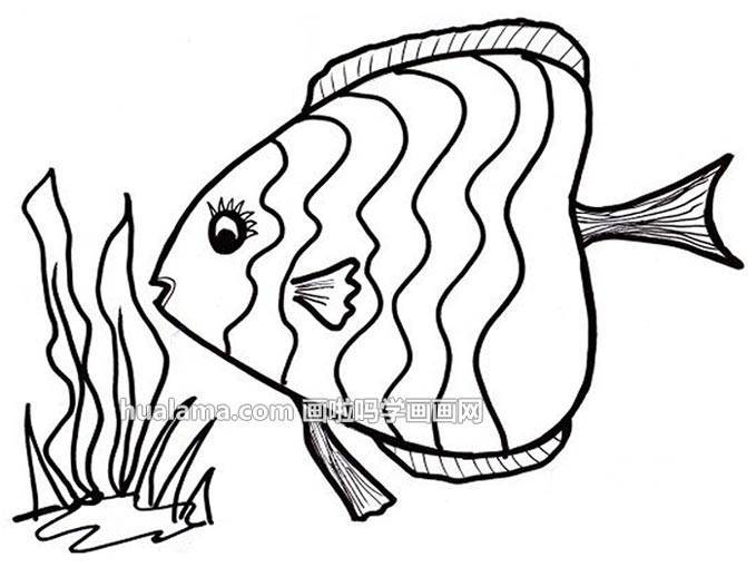 海鱼简笔画画法图片