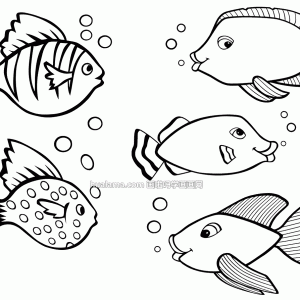 ʮֲͬСfishݼʻͼƬ  Ҫһѧϰ