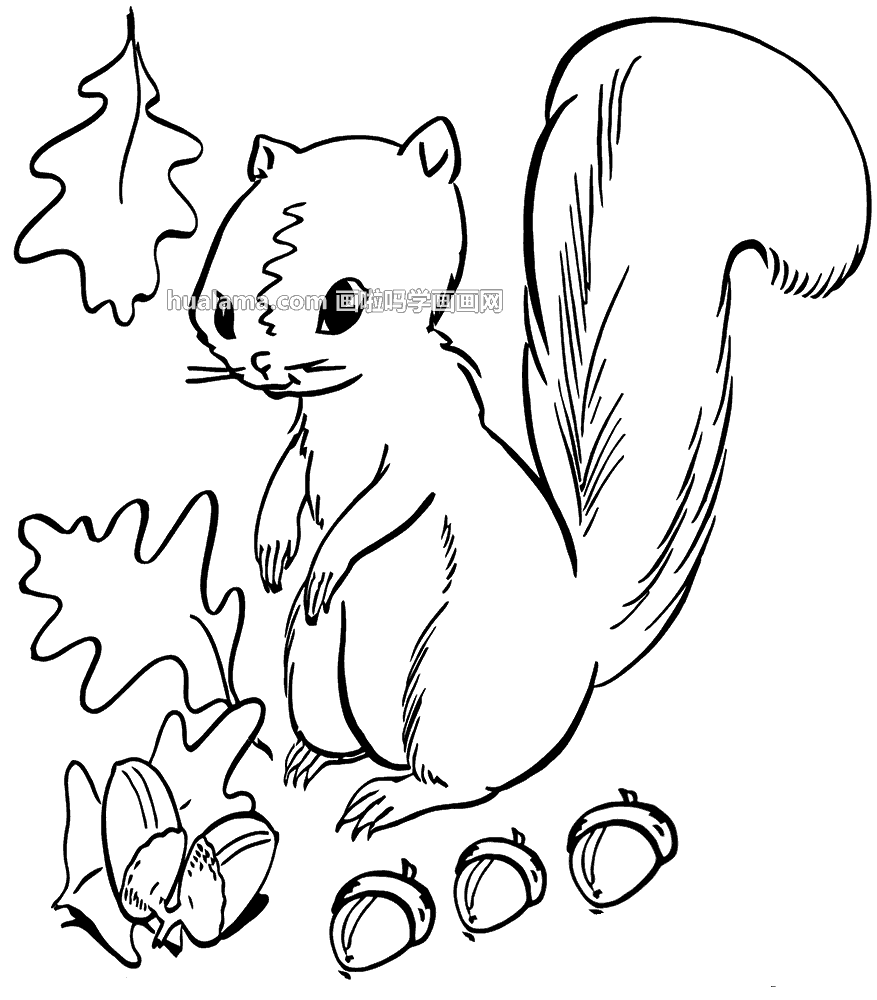 松鼠吃松果 简笔画图片 是怎样的呢?