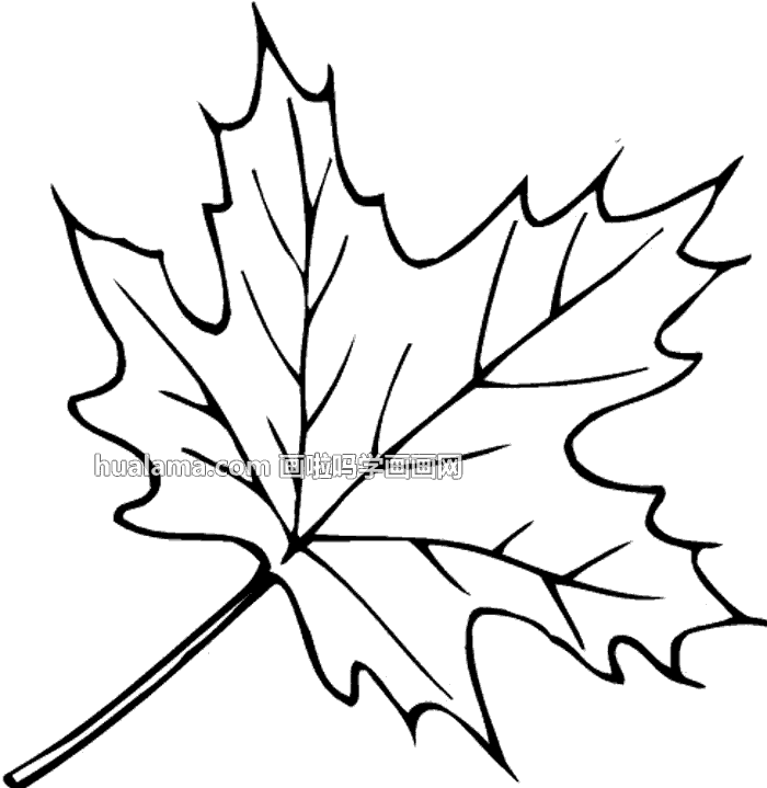 梧桐树的叶子素描图片