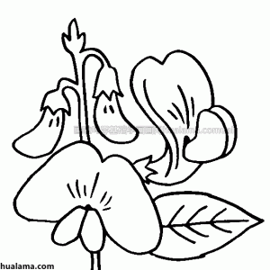 㶹ڰ߸ ʻͼƬ 