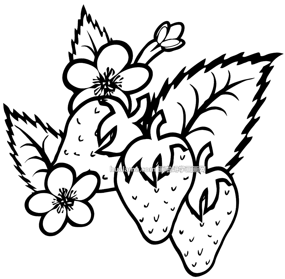 十款黑白线描草莓简笔画图片