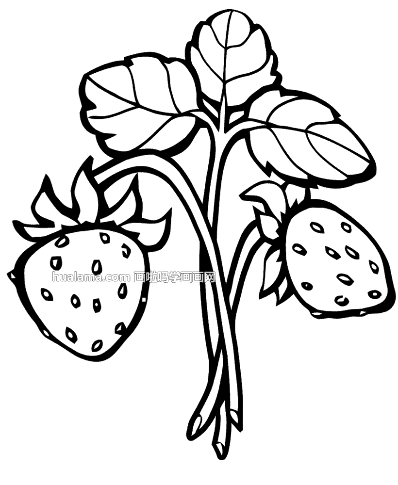 十款黑白线描草莓简笔画图片