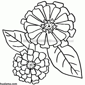 ղݻʻڰ