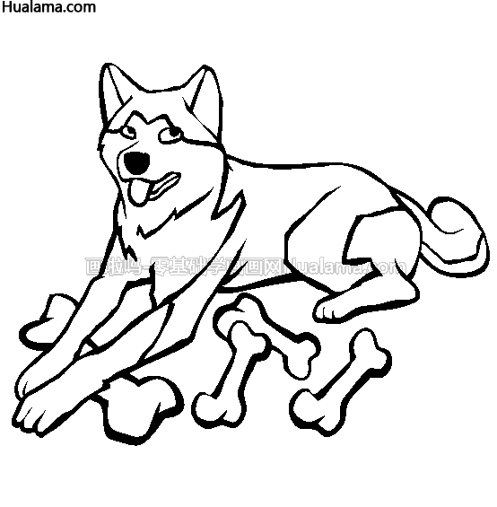 秋田犬 简笔画图片 是怎样的呢?