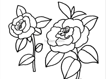 简笔画花:月季简笔画图片是怎样的