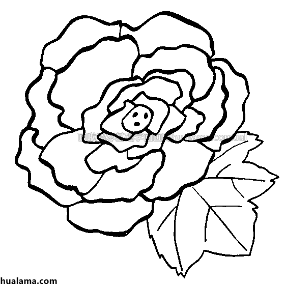 秋海棠海棠花线稿手绘黑白简笔画怎么画