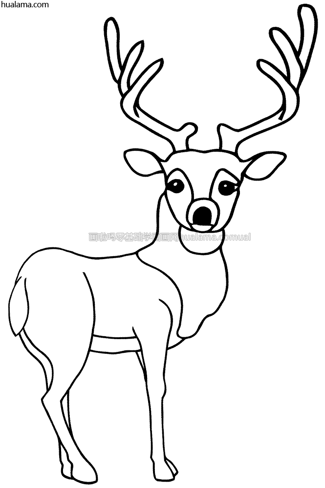 雄deer 鹿简笔画; Buck公兔黑白简笔画; deer 鹿手绘线描大家都在等你一