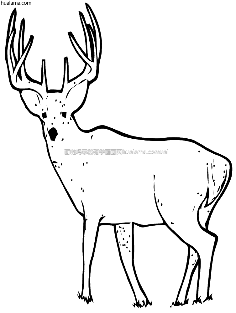 雄deer 鹿简笔画; Buck公兔黑白简笔画; deer 鹿手绘线描大家都在等你一