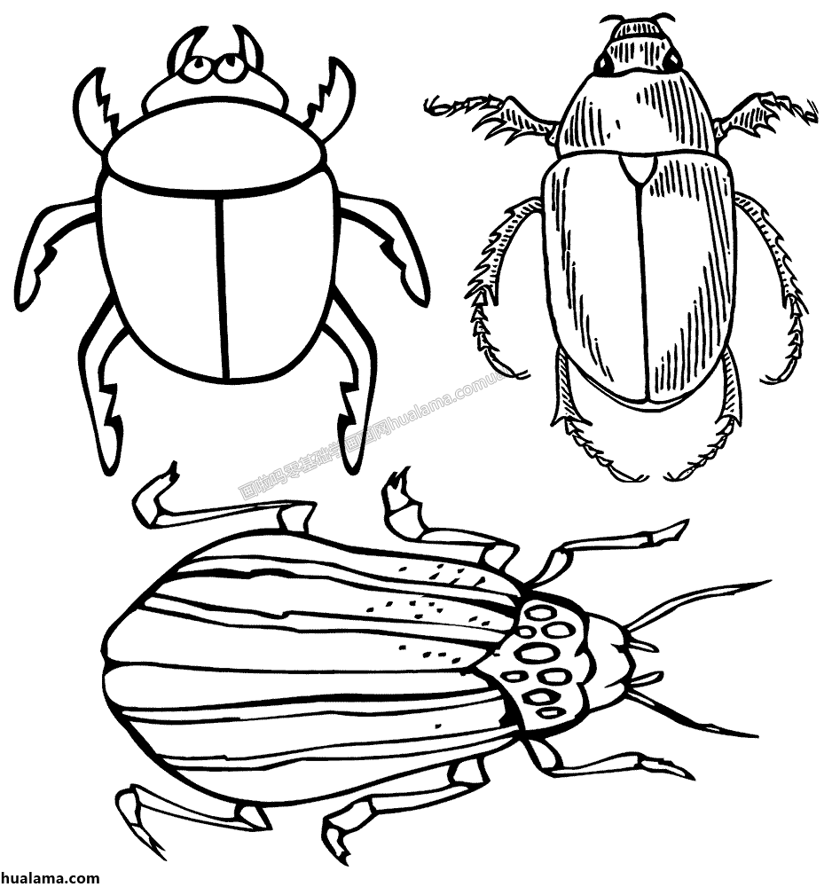 甲壳虫简笔画虫子图片