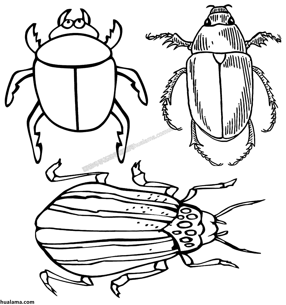 甲壳虫动物简笔画图片